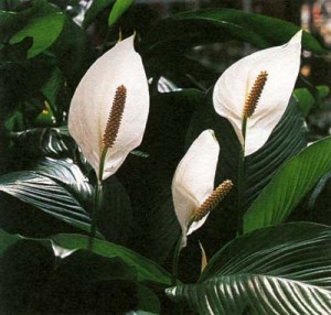 spathiphyllum%20flowers%20.jpg