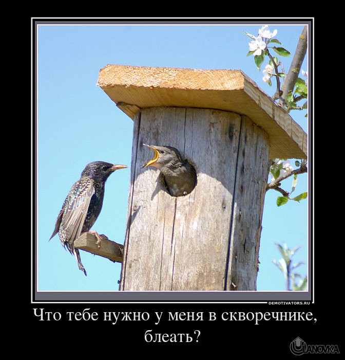 119373_-chto-tebe-nuzhno-u-menya-v-skvorechnike-bleat.jpg