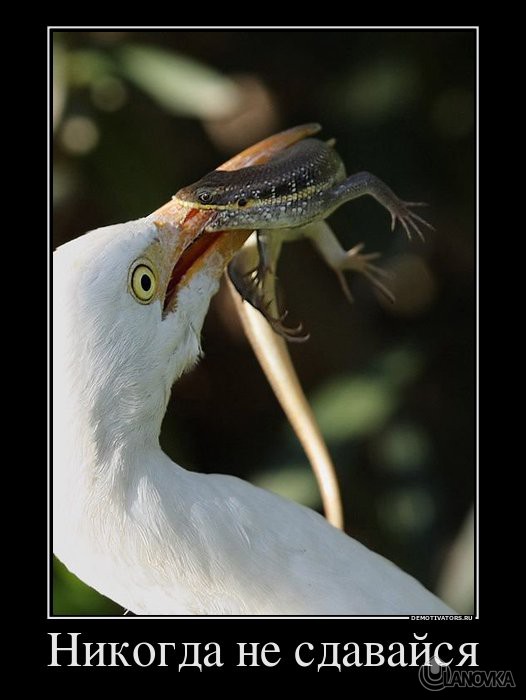 6768_nikogda-ne-sdavajsya.jpg