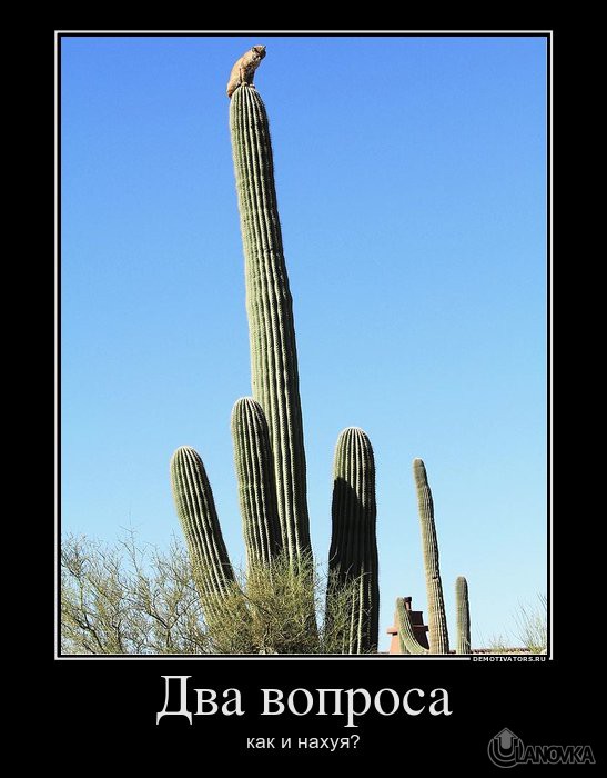 8773_dva-voprosa.jpg