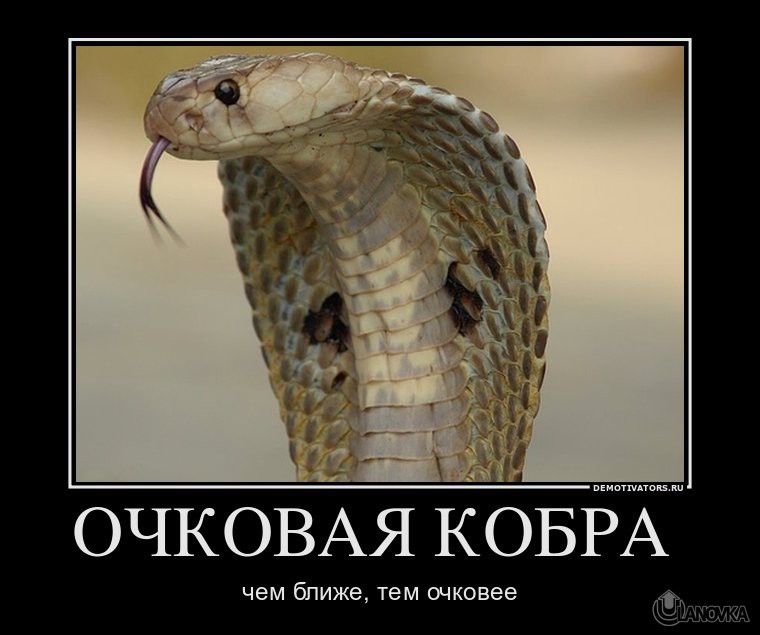 887485_ochkovaya-kobra-.jpg