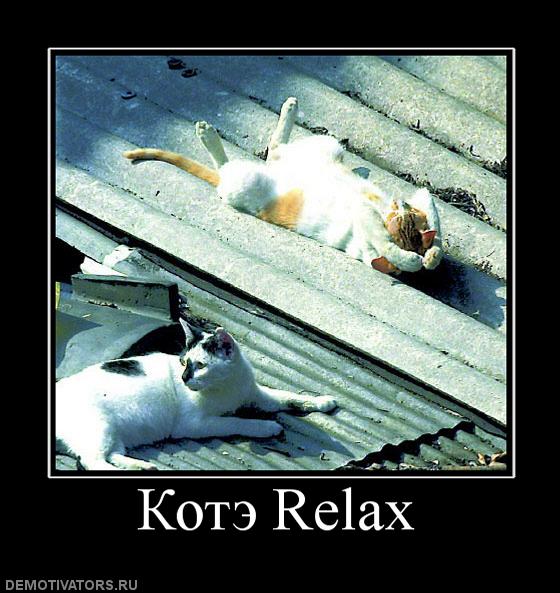 117443_kote-relax.jpg
