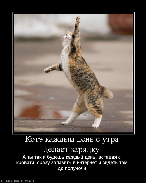 190440_kote-kazhdyij-den-s-utra-delaet-zaryadku.jpg