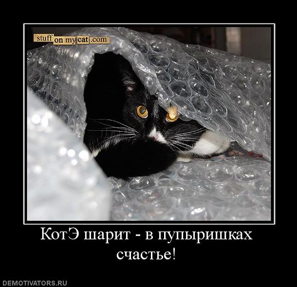 389754_kote-sharit-v-pupyirishkah-schaste.jpg