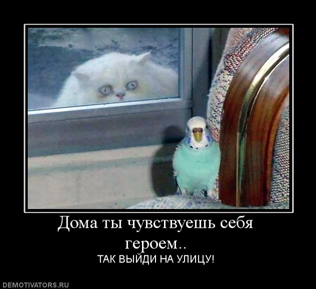 417316_doma-tyi-chuvstvuesh-sebya-geroem.jpg