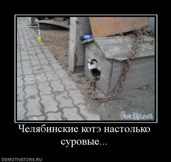 490706_chelyabinskie-kote-nastolko-surovyie.jpg