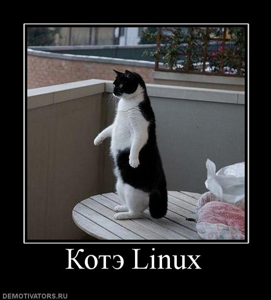 673307_kote-linux.jpg