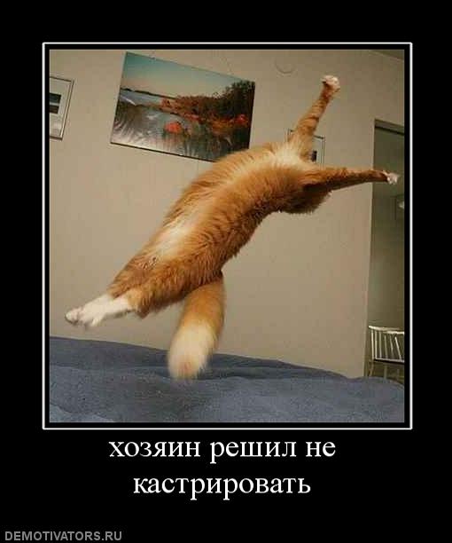 775372_hozyain-reshil-ne-kastrirovat.jpg
