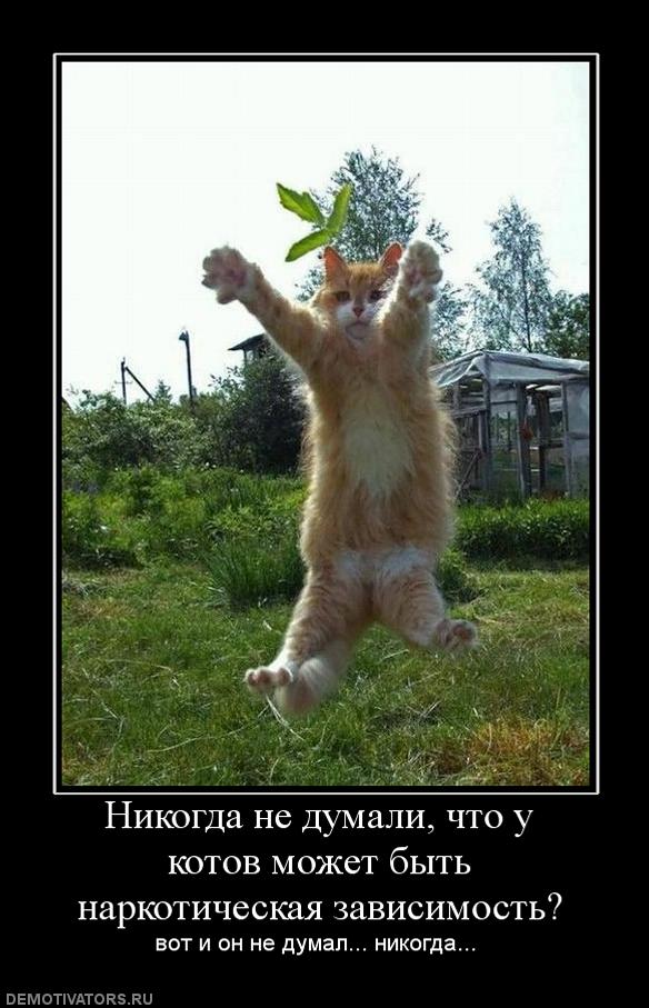 789659_nikogda-ne-dumali-chto-u-kotov-mozhet-byit-narkoticheskaya-zavisimost.jpg