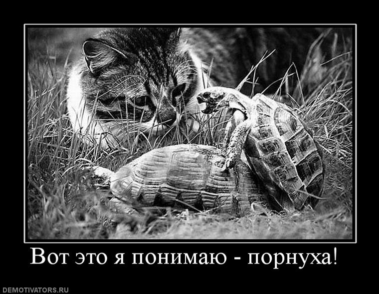 792358_vot-eto-ya-ponimayu-pornuha-.jpg
