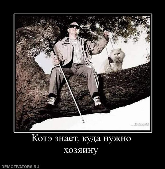 899741_kote-znaet-kuda-nuzhno-hozyainu.jpg