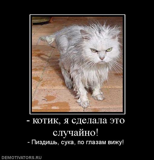 910952_-kotik-ya-sdelala-eto-sluchajno.jpg