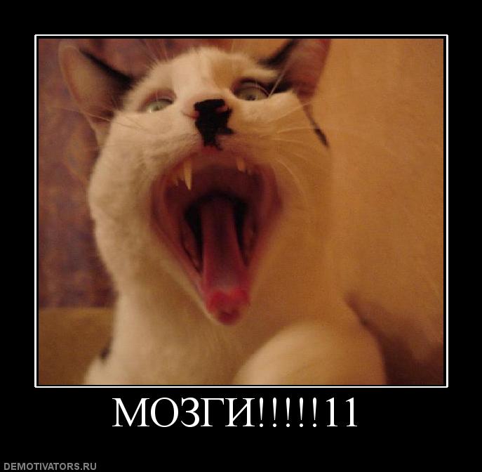 914907_mozgi11.jpg