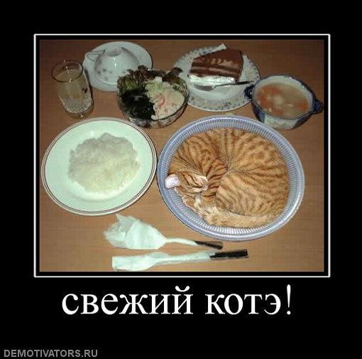 977859_svezhij-kote.jpg