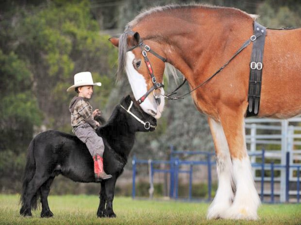 Mini_Horse_Vs__Huge_Clydesdale_Wallpaper_g0kr6.JPG
