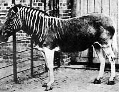 Zebra-kon.jpg