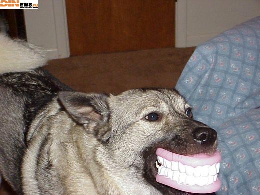 dog_smile.jpg