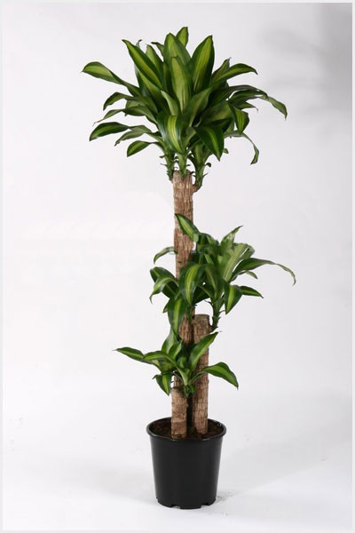 dracena_massendjeana.jpg