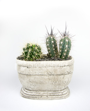 home_item_cactus.jpg