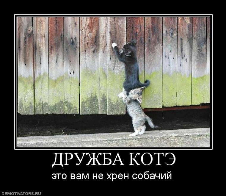 117419_-druzhba-kote_ef182188304e5bd28d6dea32cd728bf6.jpg