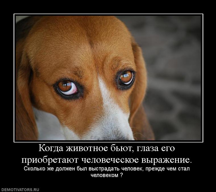 408030_kogda-zhivotnoe-byut-glaza-ego-priobretayut-chelovecheskoe-vyirazhenie.jpg