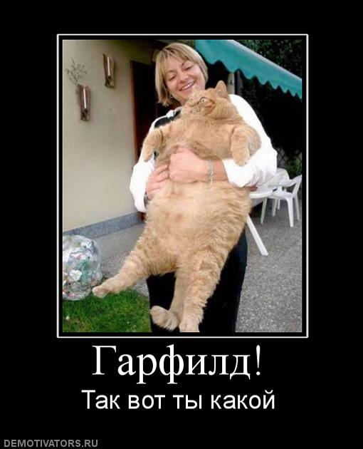 49230_garfild_2aa28e08b4daae88f0e15f8f6f2254f0.jpg