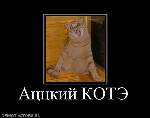 600869_atstskij-kote.jpg