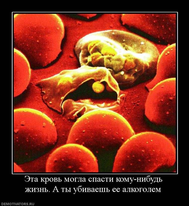 740151_eta-krov-mogla-spasti-komu-nibud-zhizn-a-tyi-ubivaesh-ee-alkogolem.jpg