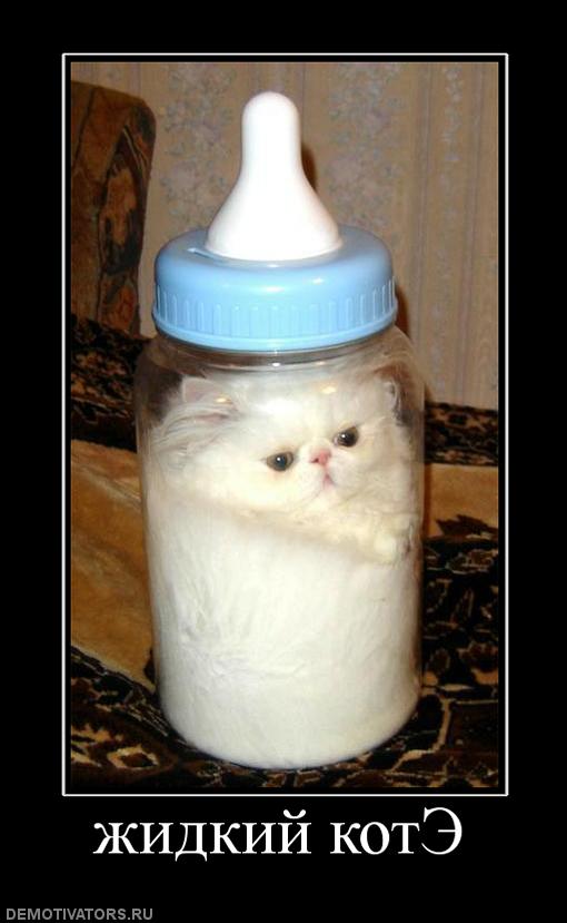 788240_zhidkij-kote.jpg