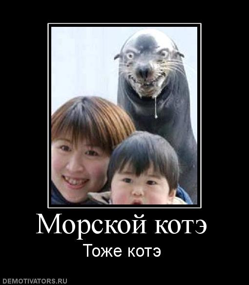 841728_morskoj-kote.jpg