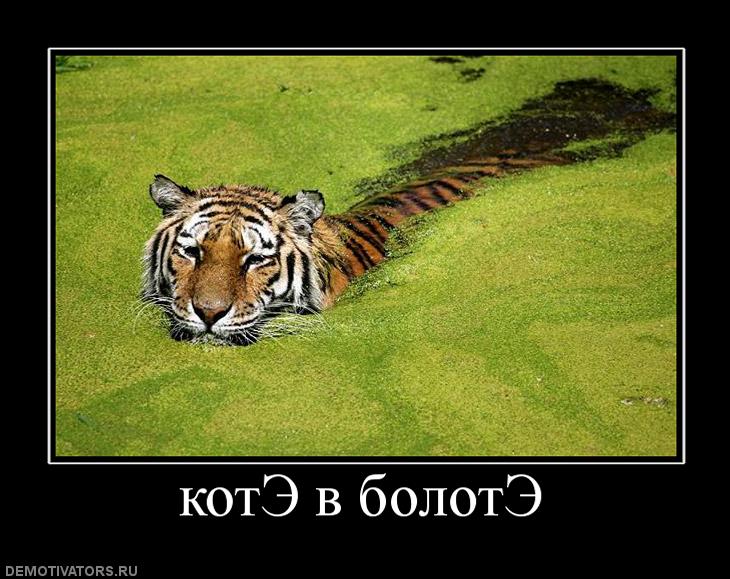 893659_kote-v-bolote.jpg