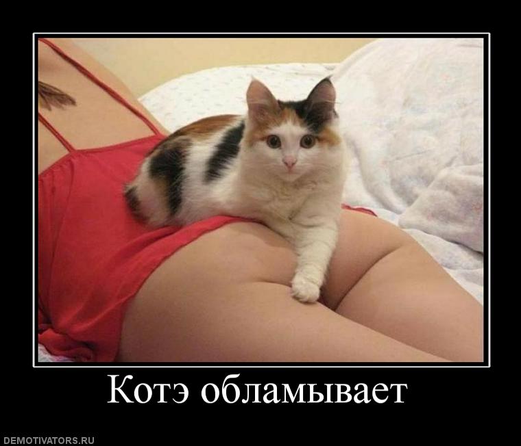 726164_kote-oblamyivaet.jpg