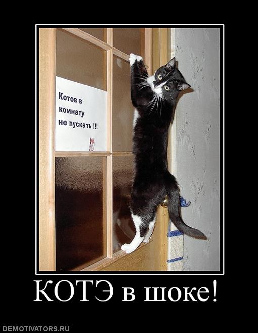 488734_kote-v-shoke.jpg