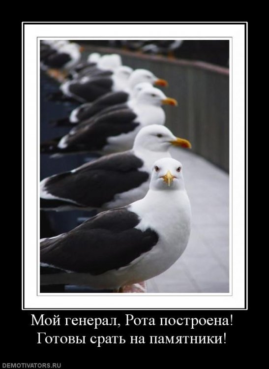 1249565298_457081_moj-general-rota-postroena-gotovyi-srat-na_c14ca4db838e7946a5014a60b8839166.jpg