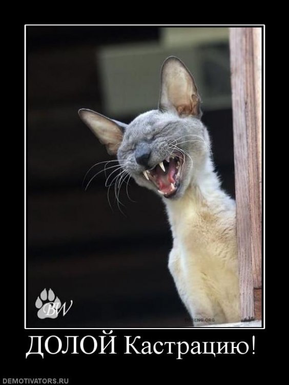 1249565348_114417_doloj-kastratsiyu.jpg