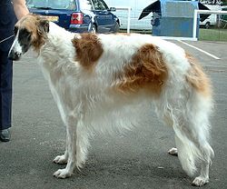 250px-Borzoi_600.jpg