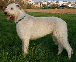 250px-Irish_wolfhound_giaccomo.JPG