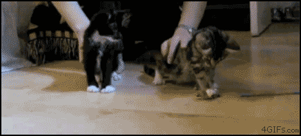 Narcokittens.gif