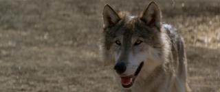 wolves_scr1_thumb.jpg