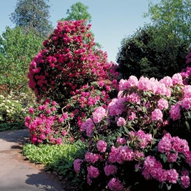 58620814_rhododendron.jpg