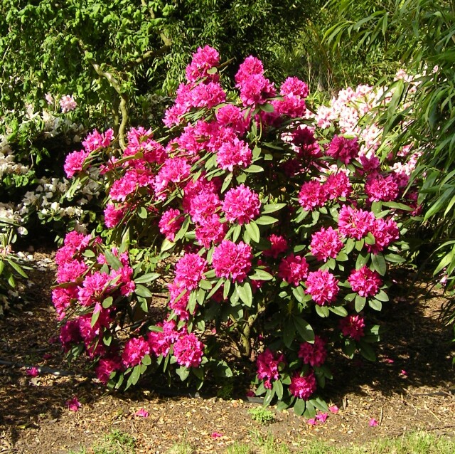 63969501_rhododendron_hybride_dr_h_c_dresselhuys_pflanze.jpg