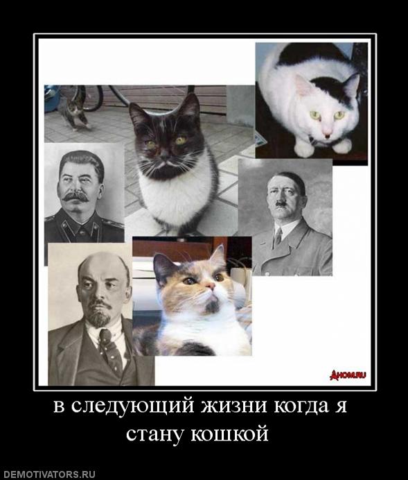 699659_v-sleduyuschij-zhizni-kogda-ya-stanu-koshkoj-.jpg