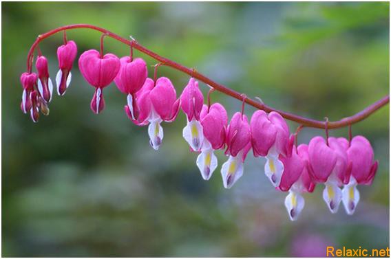 Bleeding-Heart.jpg