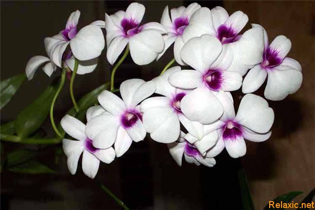 Dendrobium.jpg