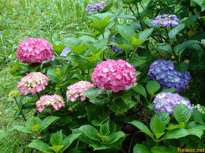 Hydrangea.jpg