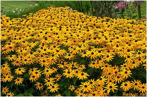 Rudbeckia.jpg