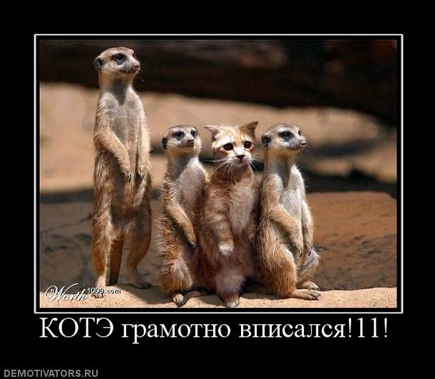 545220_kote-gramotno-vpisalsya11.jpg