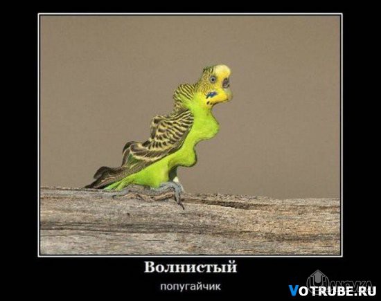 1327424739_-%28www.votrube.ru%294.jpg
