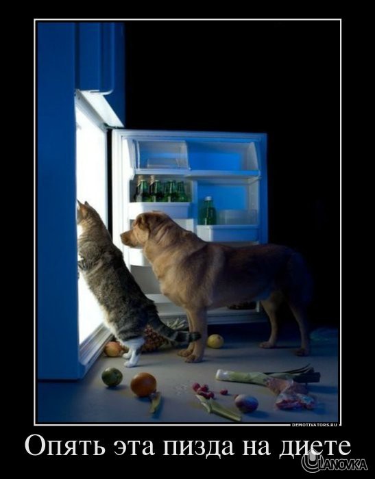 263284_opyat-eta-pizda-na-diete.jpg