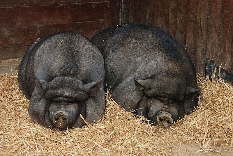 800px-Pigs_July_2008-1.jpg